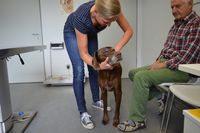 Tier&auml;rztin Marie-Luise Maack bei der chiropraktischen Untersuchung eines Hundes
